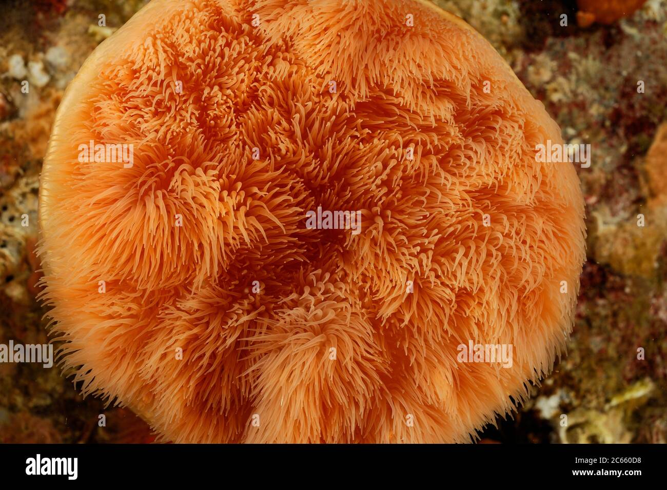 Plumose anemone (Metridium senile), Atlantic Ocean, Strømsholmen, North West Norway Stock Photo
