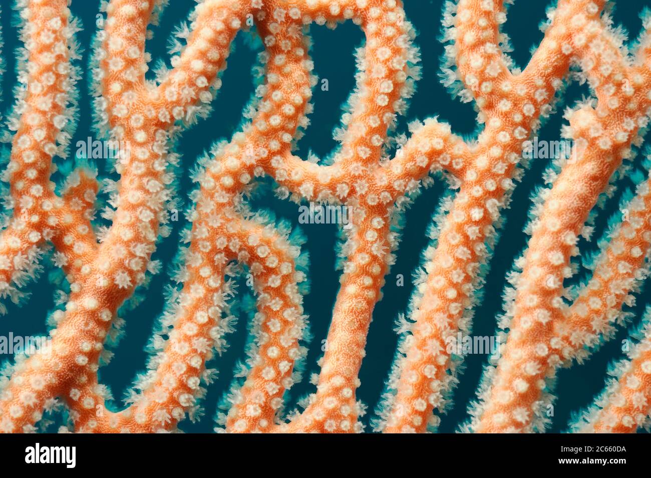 Polyps extended on Fan coral, Raja Ampat, West Papua, Indonesia, Pacific Ocean Stock Photo