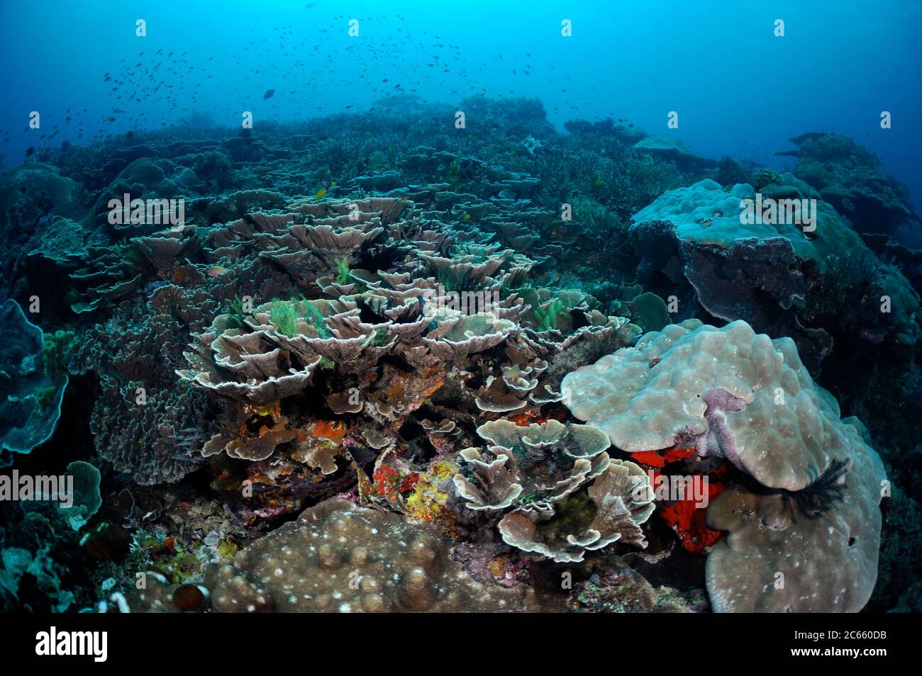 Reeftop with stone corals. Raja Ampat, West Papua, Indonesia, Pacific Ocean Stock Photo