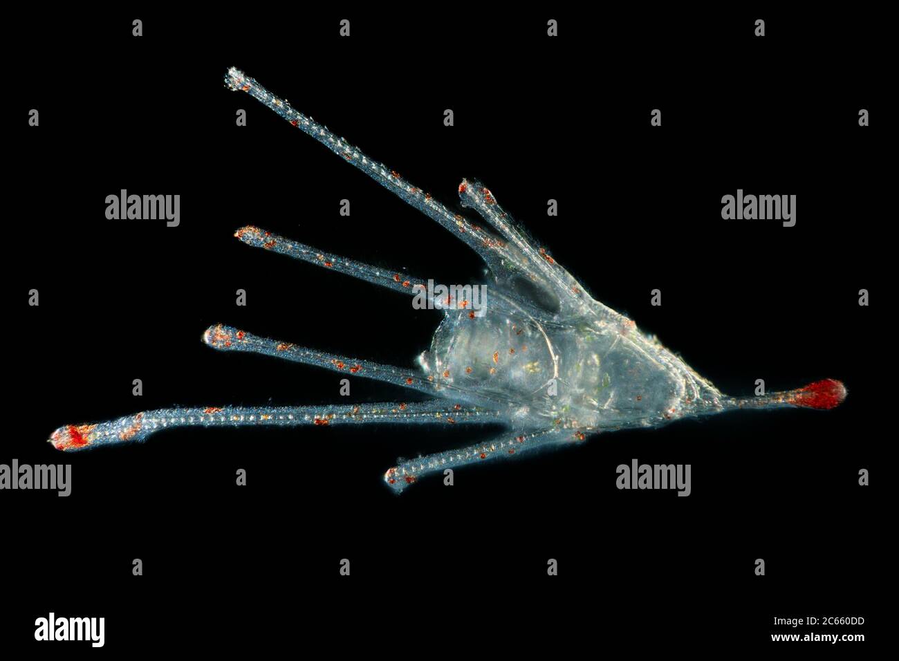 Pluteus larvae - The larva looks like a little pyramid or an arrow. This larval stage is called Pluteus. Note that larvae don't swim in the direction of the 'arrow' but with the mouth in front. The oral arms probably helps to conduct food towards the mouth Stock Photo