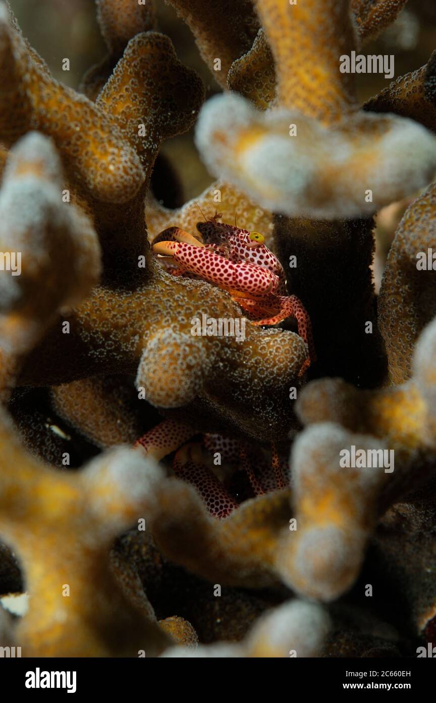 Red-spotted guard crab (Trapezia tigrina) between Stone coral (Acropora sp.) Raja Ampat, West Papua, Indonesia, Pacific Ocean Stock Photo