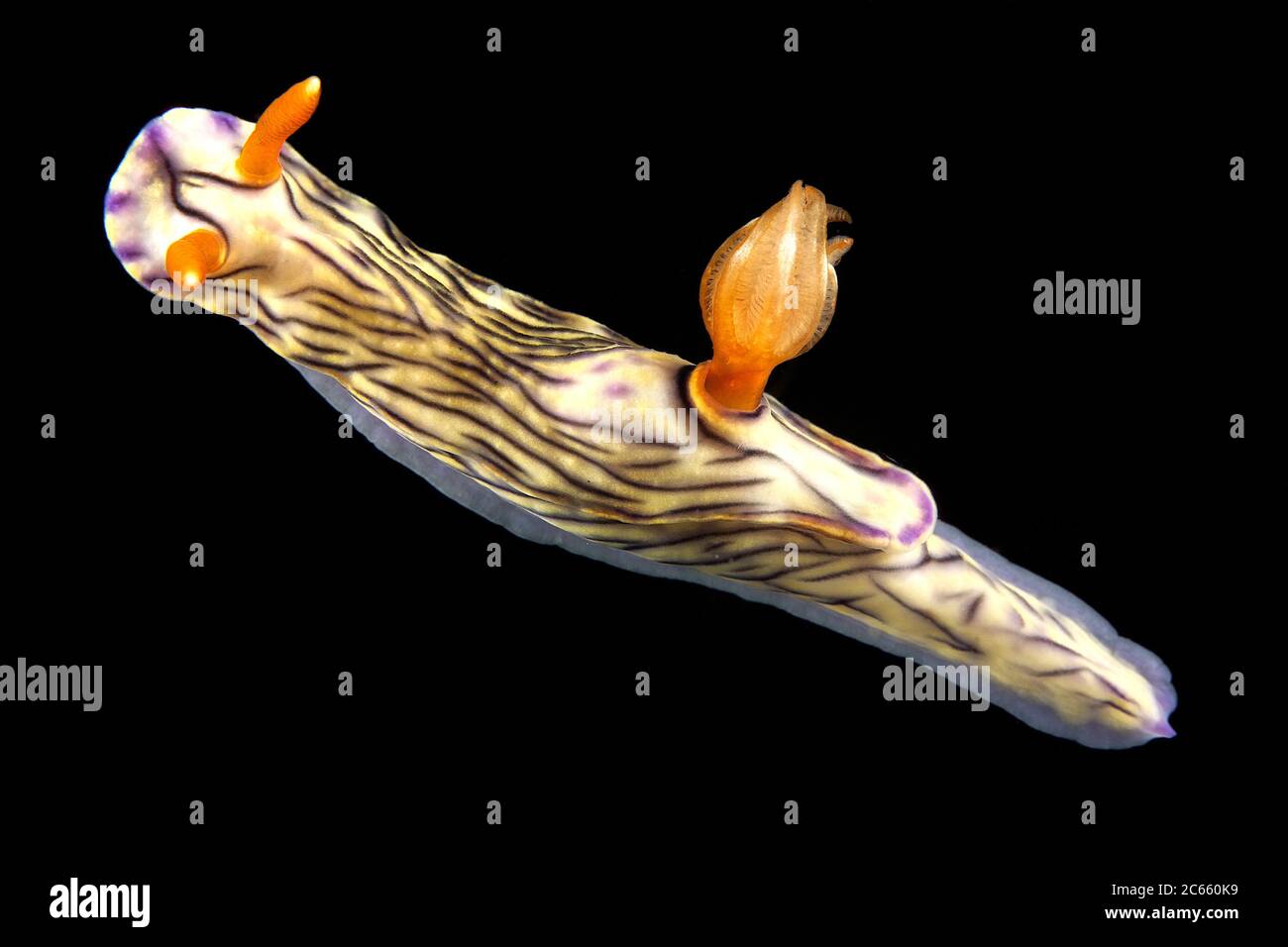 Sea slug, Chromodoris sp. Stock Photo