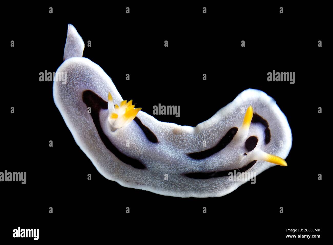 Sea slug, Chromodoris dianae Stock Photo