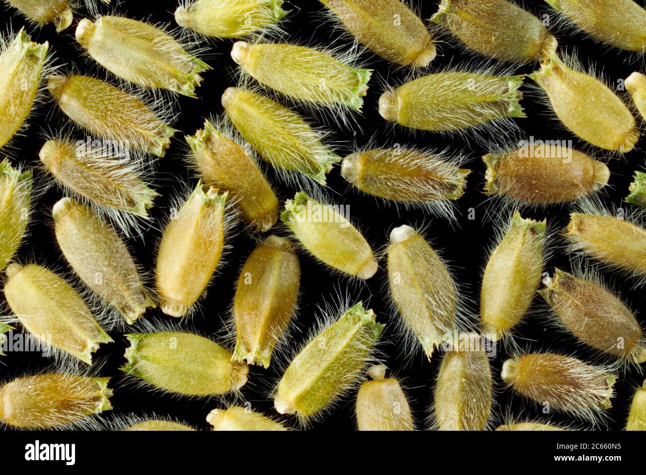 Seed of Skabiose, Knautia arvensis, Stock Photo