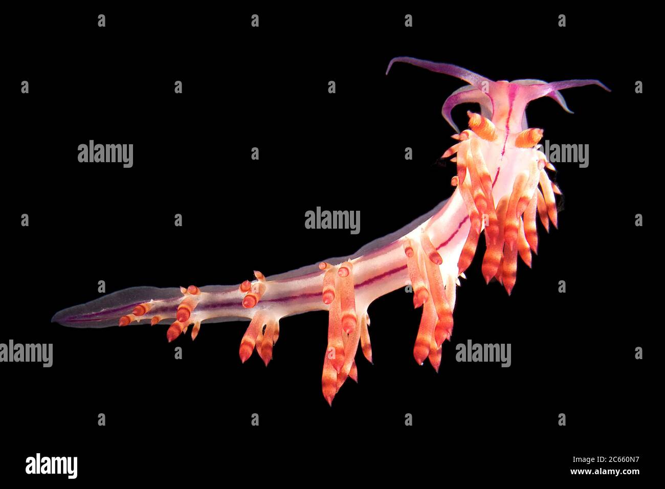 Sea slug, Flabellina rubrolineata, Aeolid nudibranchs can be recognised by the long tubular 'cerata' which grow out from their body. Stock Photo