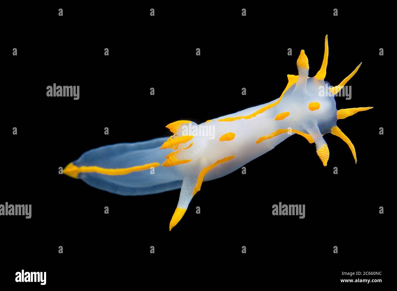 Sea slug, Polycera quadrilineata Stock Photo