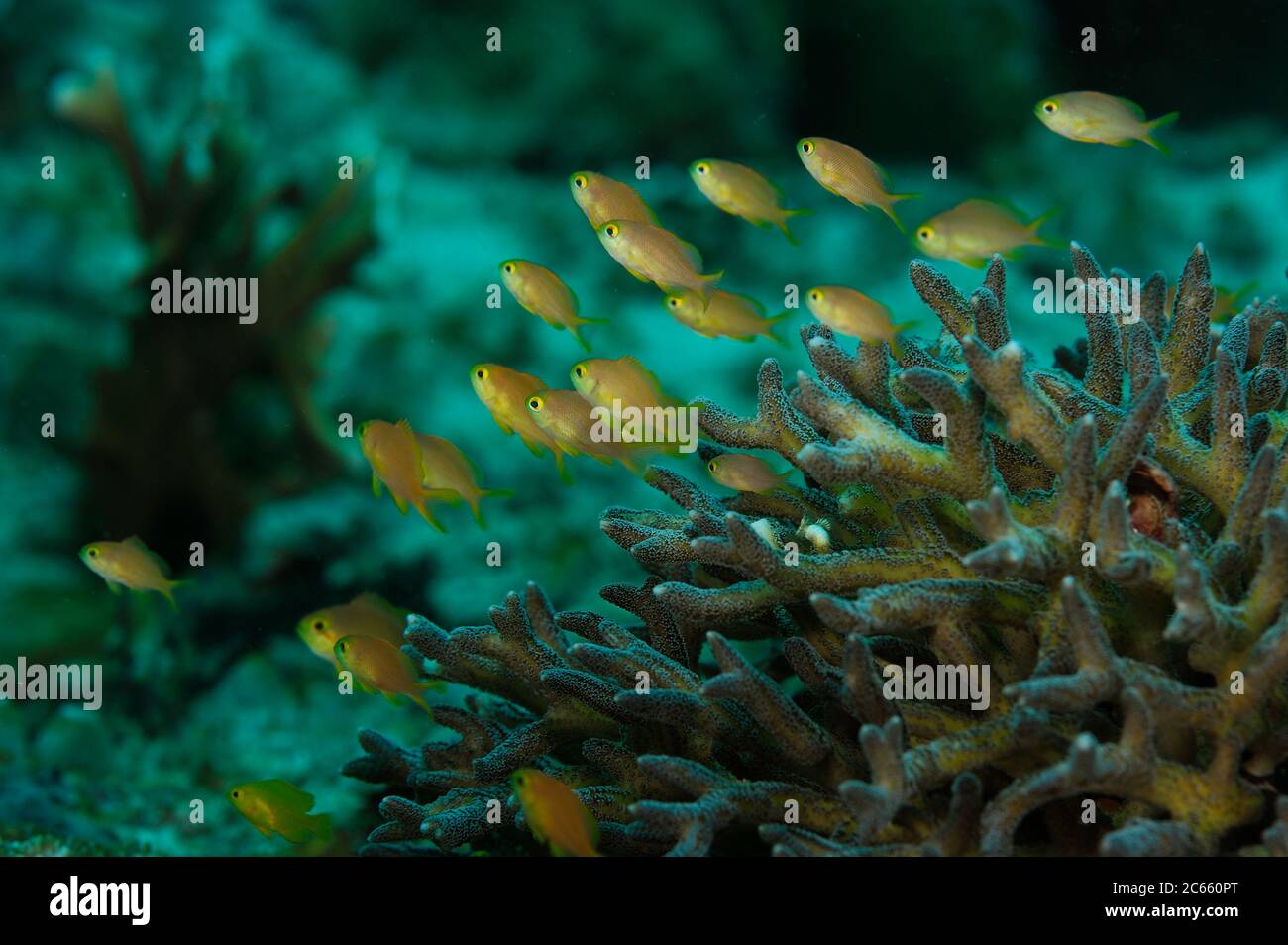 Shoal of anthias (Pseudanthis sp.) hiding between Corals. Raja Ampat, West Papua, Indonesia, Pacific Ocean Stock Photo