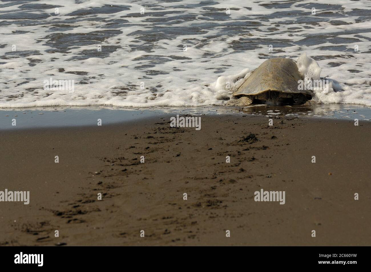 The olive ridley sea turtles (Lepidochelys olivacea) are famous for their behaviour to nest also during the day. Their arribada (mass nesting event with several days of duration) only pauses during hot midday temperatures. After successfully nesting on the beach the adult female returns to the sea while the eggs are left behind to an open-ended fate. Stock Photo