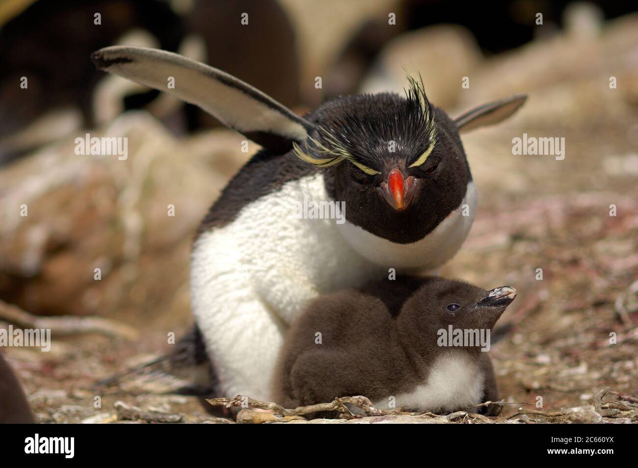 The rockhopper penguin (Eudyptes chrysocome) can - at the first glance - be confused with the other species of crested penguins, but the only thin, light yellow supercilium (eyebrow) which does not fuse on the forehead, and the bright red eyes are distinctive. Stock Photo
