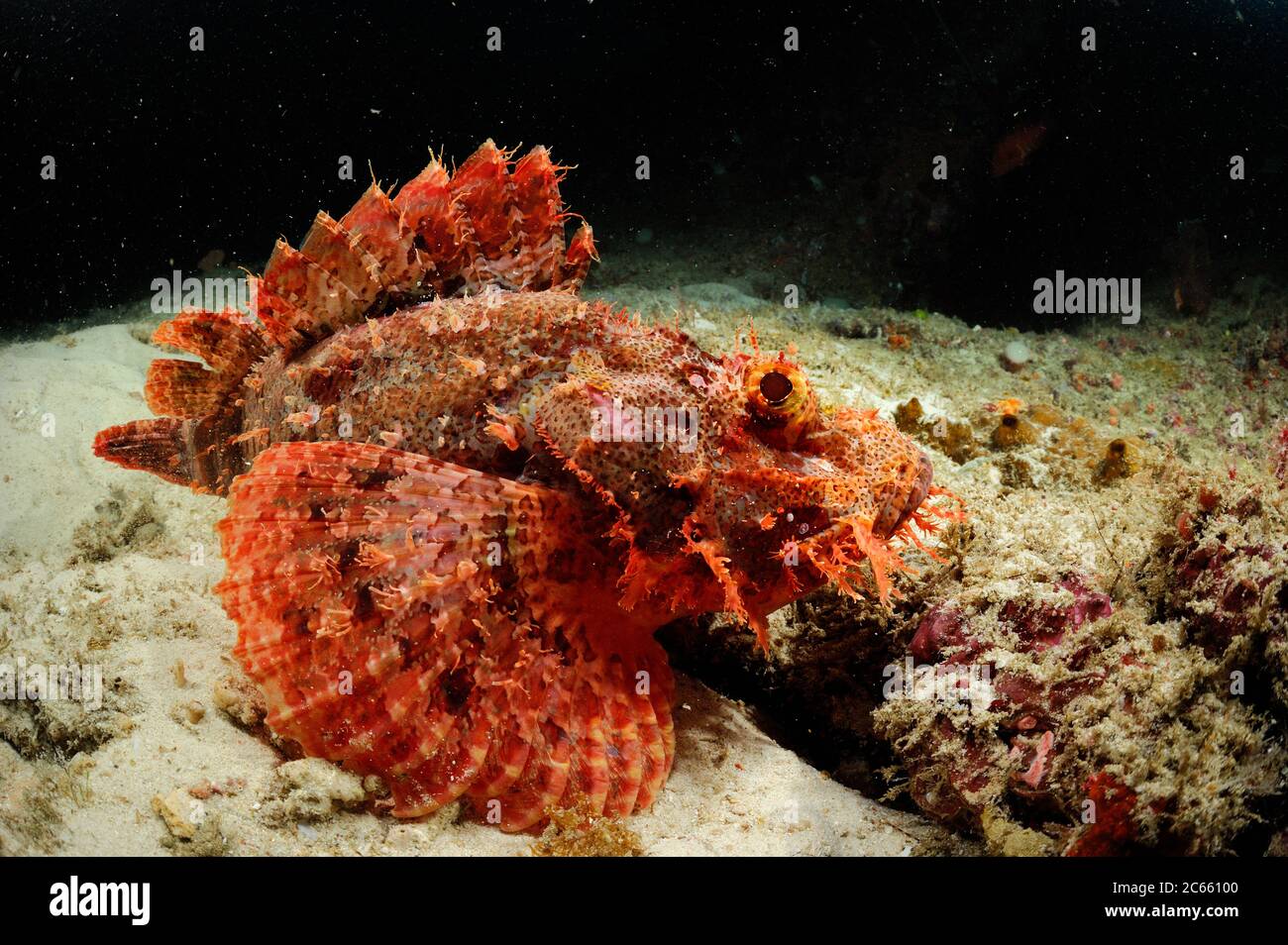 Tassled scorpionfish (Scorpaenopsis oxycephala) Raja Ampat, West Papua, Indonesia, Pacific Ocean Stock Photo