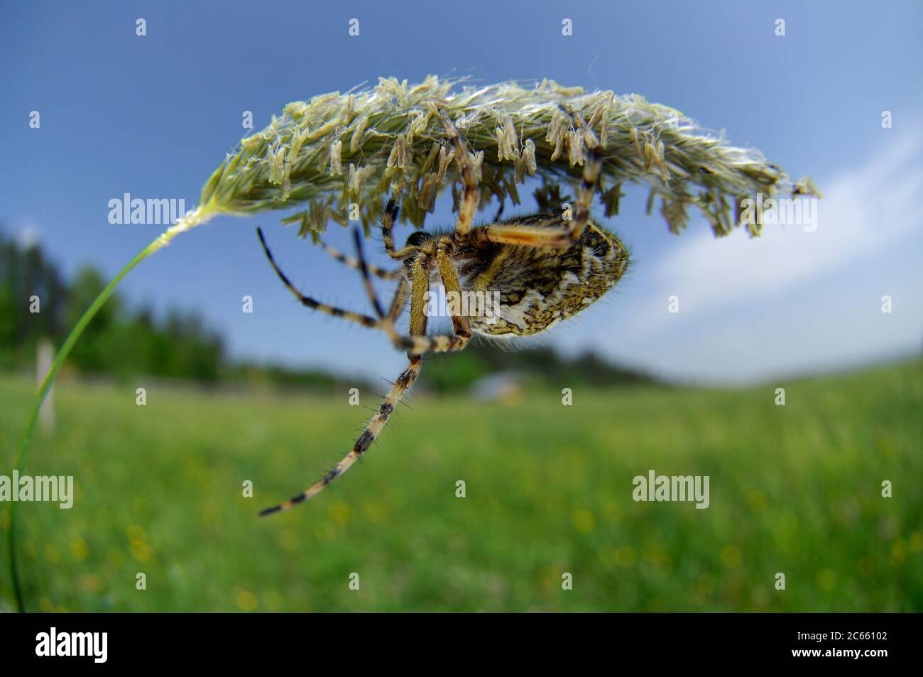 The oak spider (Aculepeira ceropegia) Stock Photo