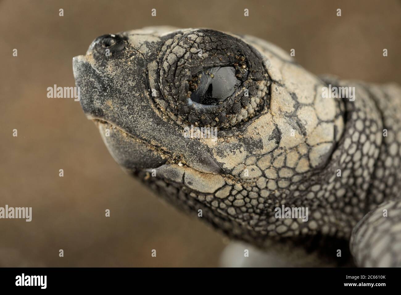 The egg tooth helps the little olive ridley sea turtle (Lepidochelys olivacea) to open the soft but tenacious egg shell. Stock Photo