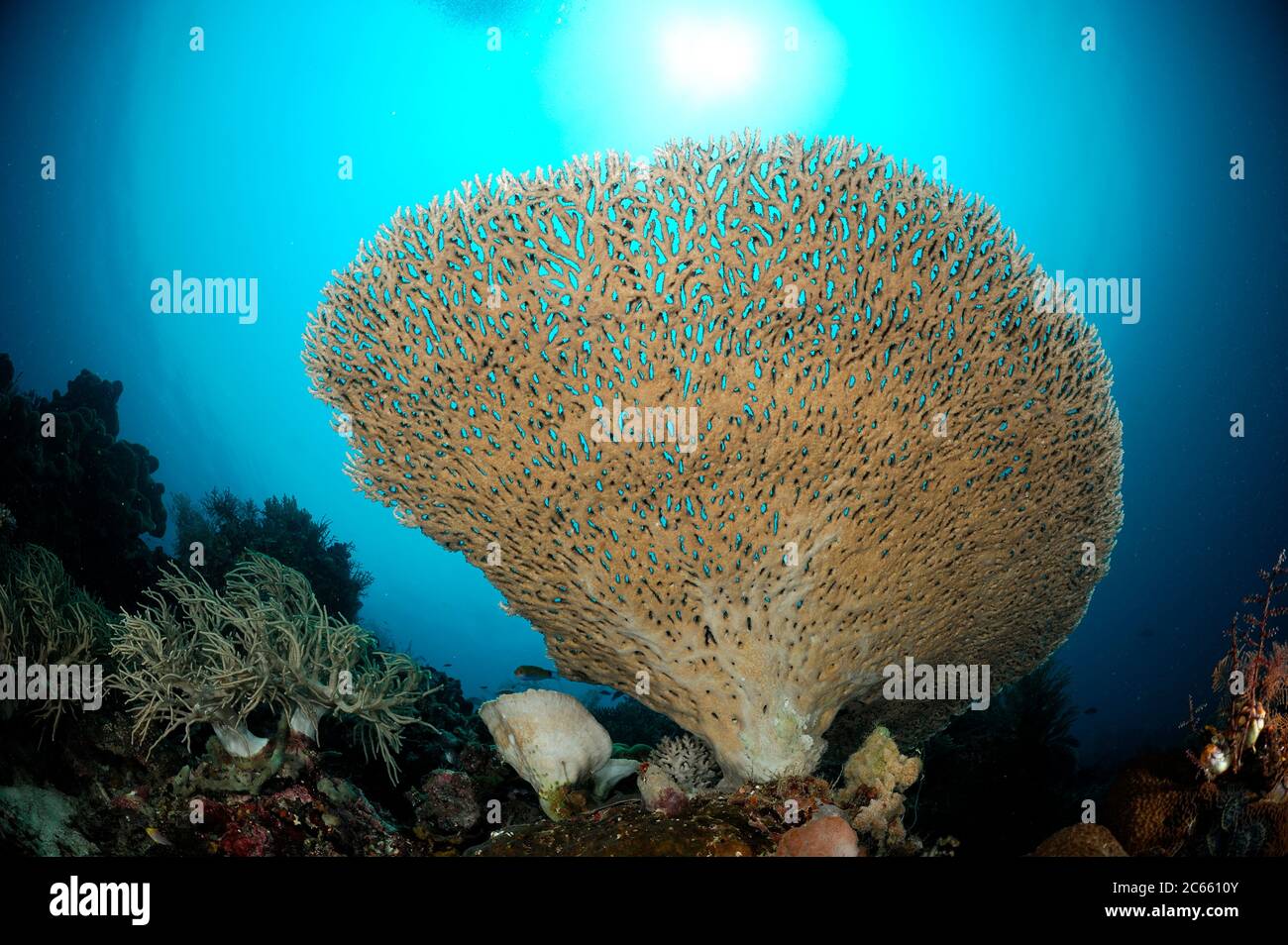 The undersurface of a large Acropora table (Acropora sp.). Built by thousands of polyps growing in a highly coordinated manner, these colonies are the masterpieces of coral architecture Raja Ampat, West Papua, Indonesia, Pacific Ocean [size of organism: 1,5 m] Stock Photo