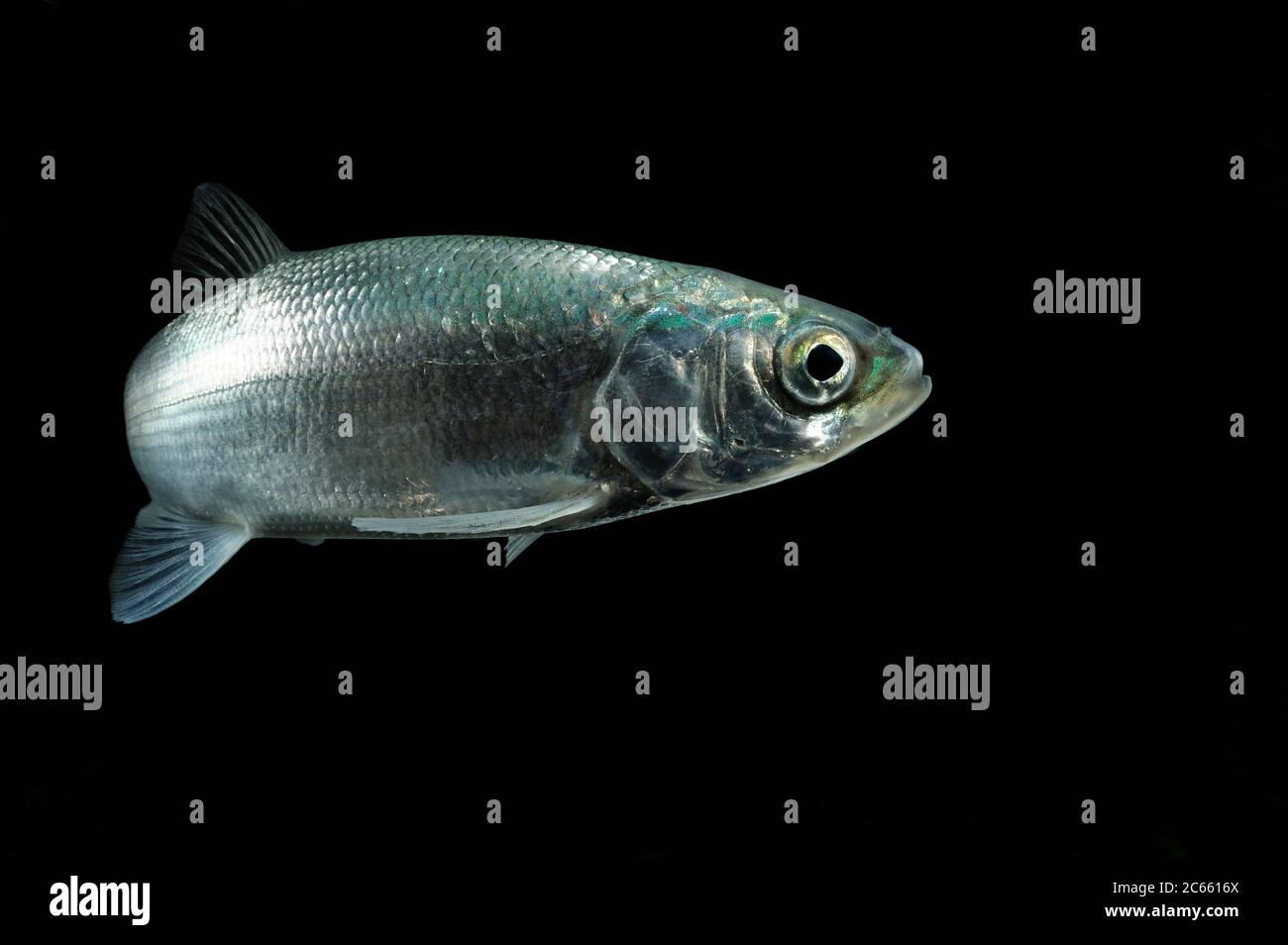 Vendace (Coregonus albula) freshwater whitefish (captive) Stock Photo
