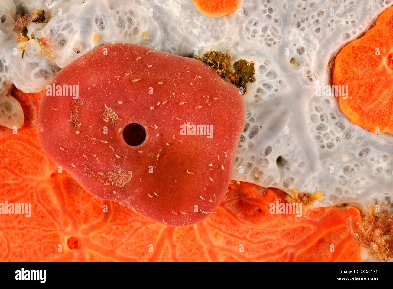 Top: (Phorbas Tenacior) Midle: Stony sponge (Petrosia ficiformis) Botten: encrusting orange sponge / Strahlenschwamm (Spirastrella cunctatrix) Stock Photo
