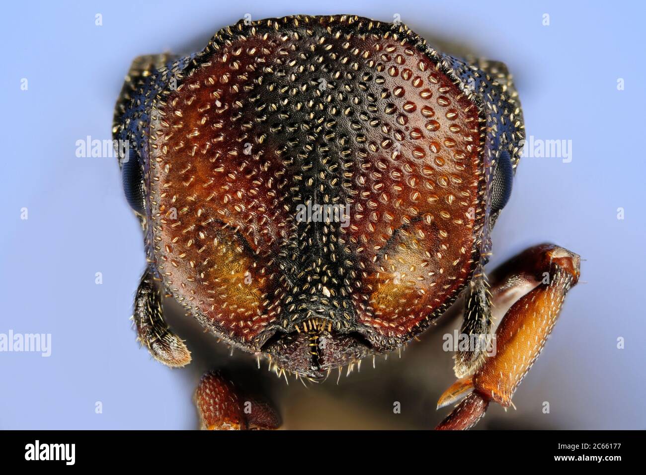 [Digital focus stacking] Ant portrait, Cephalotes angustus, Ants of the genus Cephalotes are restricted to the New World and all species live arboreal. They nest inside dead or living stems of plants. Pollen seems to be a major component of their diet. Recently S. Yanoviak and coworkers found that they are excellent gliders. Picture was taken in cooperation with the 'Staatl. Museum für Naturkunde Karlsruhe'. Stock Photo