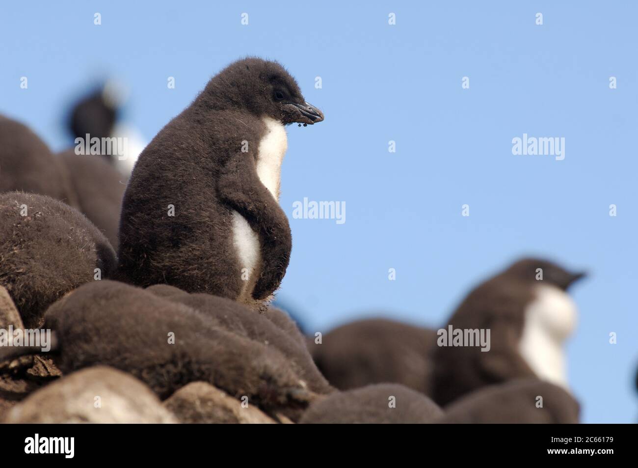 This rockhopper penguin chicks (Eudyptes chrysocome) are several weeks ...