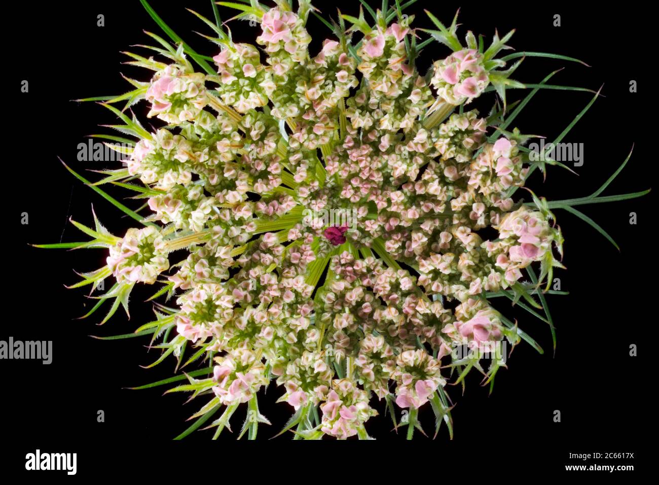 Wild carrot, Daucus carota, Stock Photo