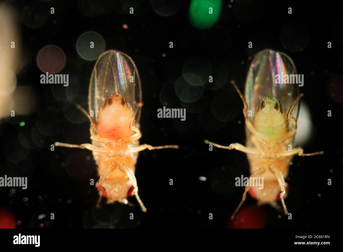 Wild type Fruit Fly (Drosophila melanogaster) in a lab culture. Animals were fed with green and red food Stock Photo