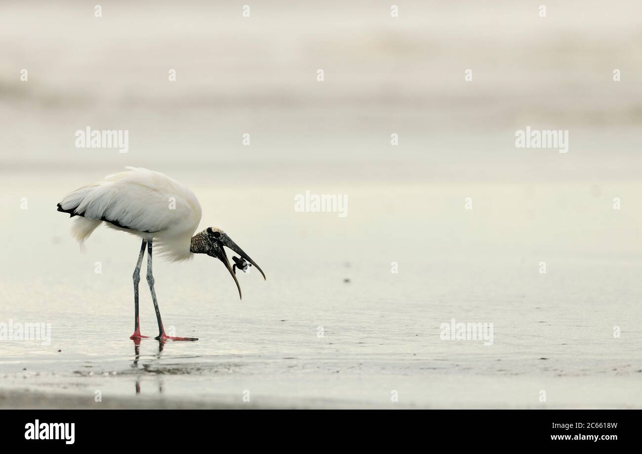 Wood stork (Mycteria americana) feeding on olive ridley sea turtle hatchling. Playa Ostional, Costa Rica, Pacific coast. Stock Photo