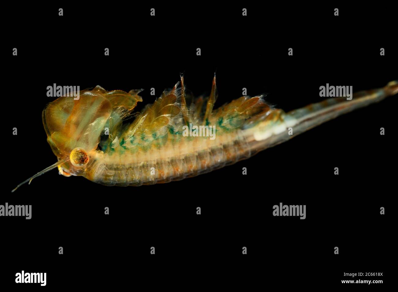 captive Fairy Shrimp (Eubranchipus grubii) male Stock Photo