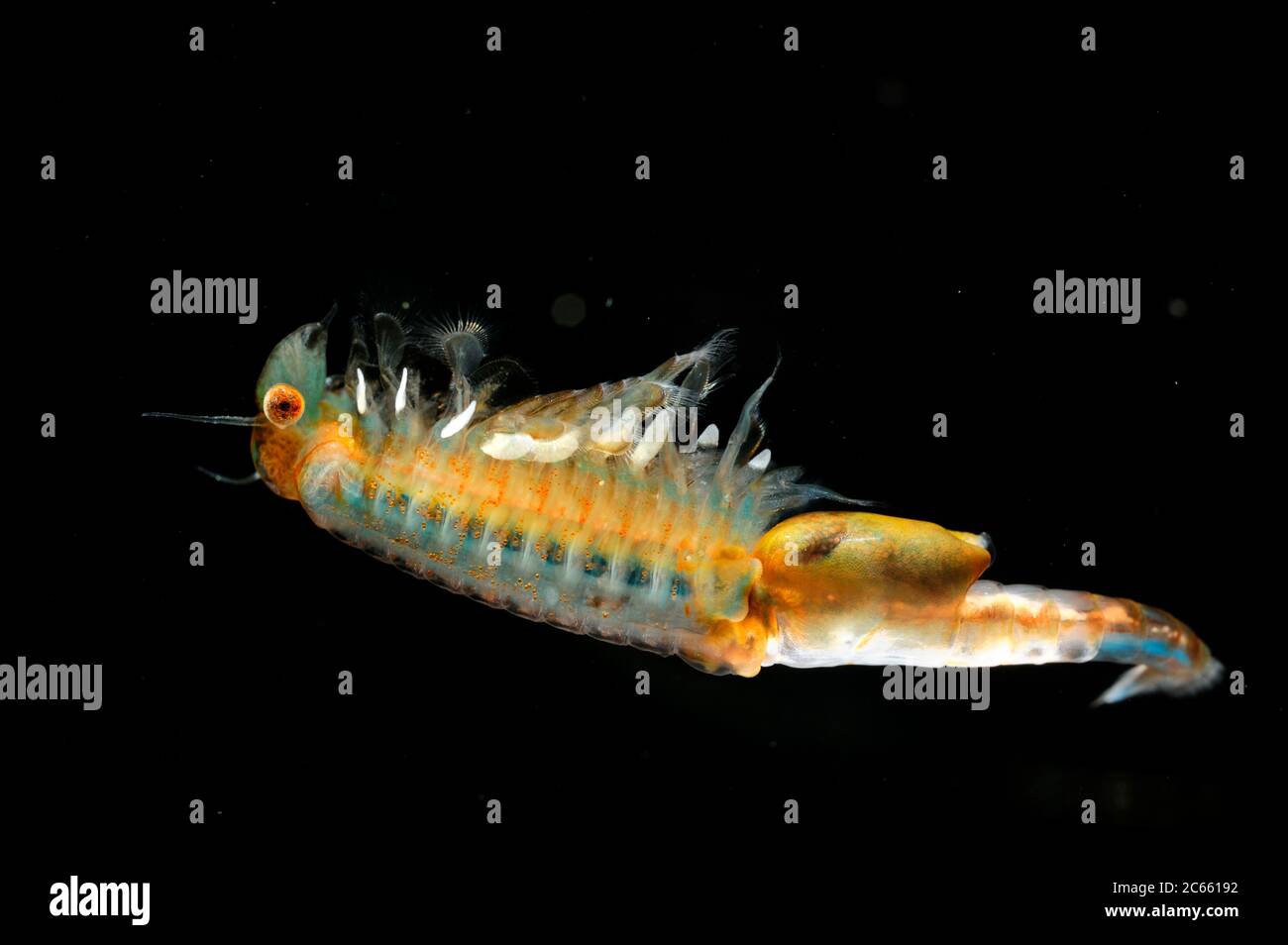 captive Fairy Shrimp (Eubranchipus grubii) female with eggs visible inside her Stock Photo