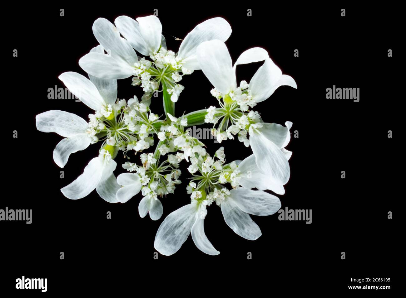 White lace flower, Orlaya grandiflora, Stock Photo