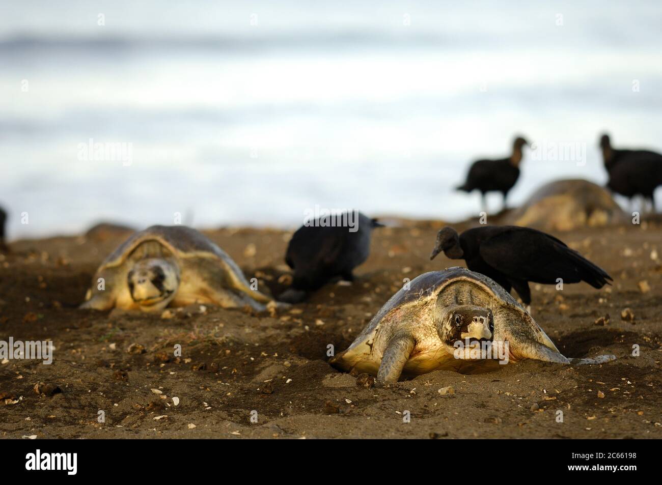 While the female olive ridley sea turtle (Lepidochelys olivacea) lays its approximately 100 eggs into the nest hole it can not move. So there is nothing the mother turtle can do against the black vultures (Coragyps atratus) that lurk to steal some of the eggs while they are being dropped. Stock Photo
