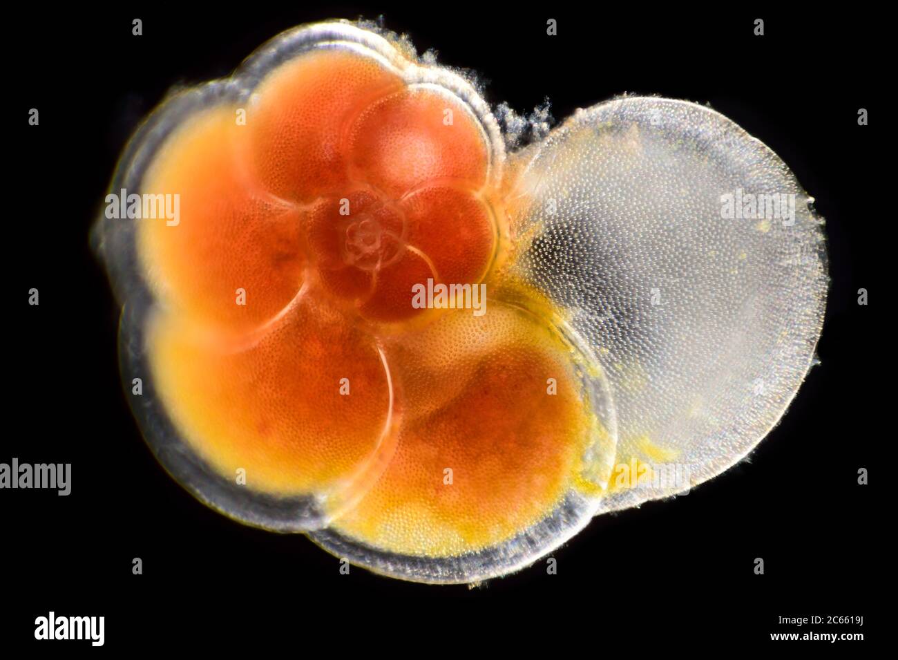 captive Planktonic Foraminifera, Atlantic Ocean, close to Cape Verde Stock Photo