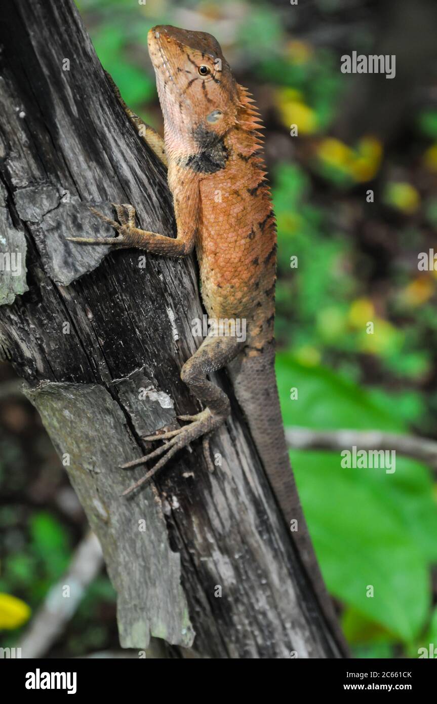 Amazon forest dragon hi-res stock photography and images - Alamy