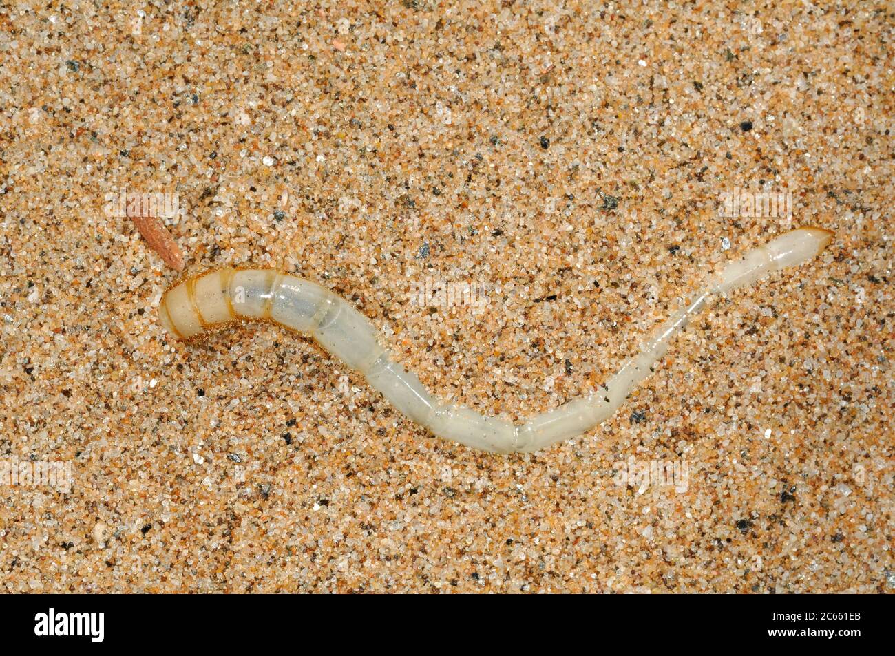 grubworm, larva of a darkling ground beetle crawls in the sand of Namib Desert Stock Photo