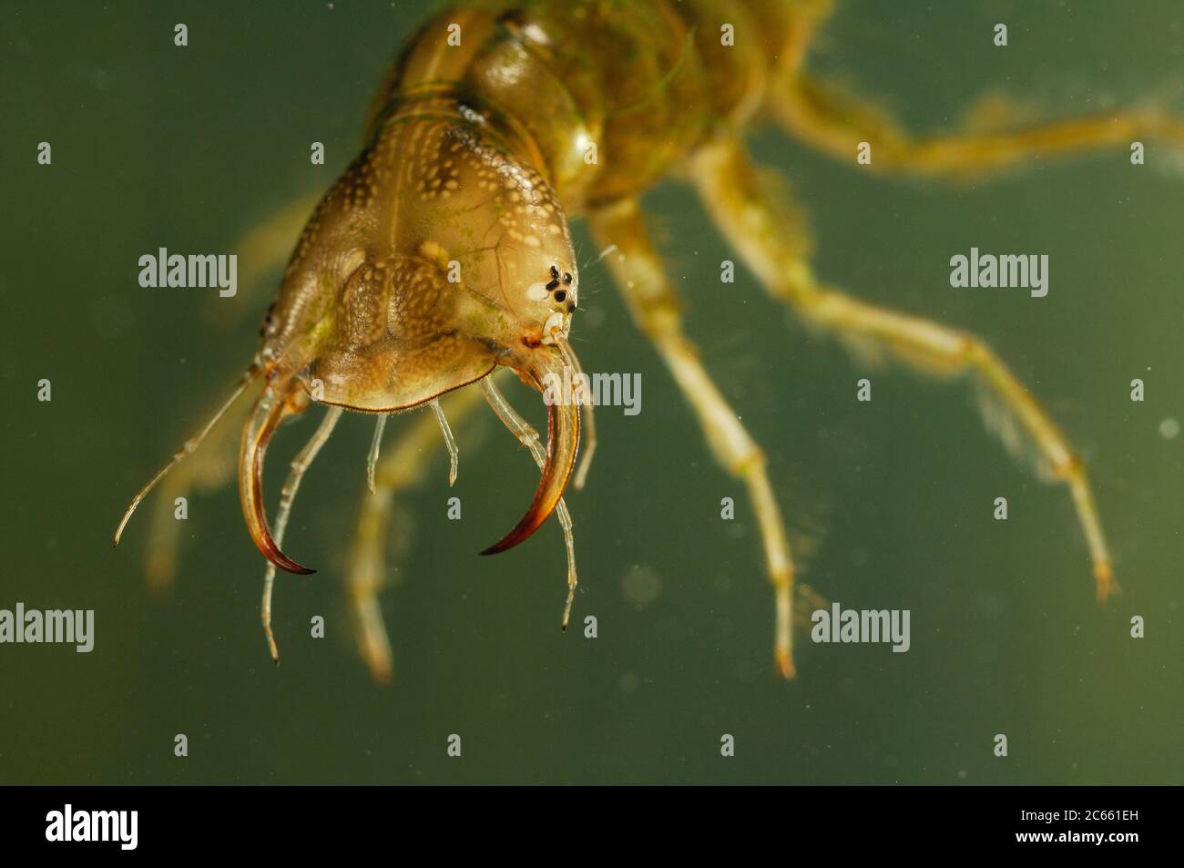 great diving beetle larva (Dytiscus marginalis) Stock Photo