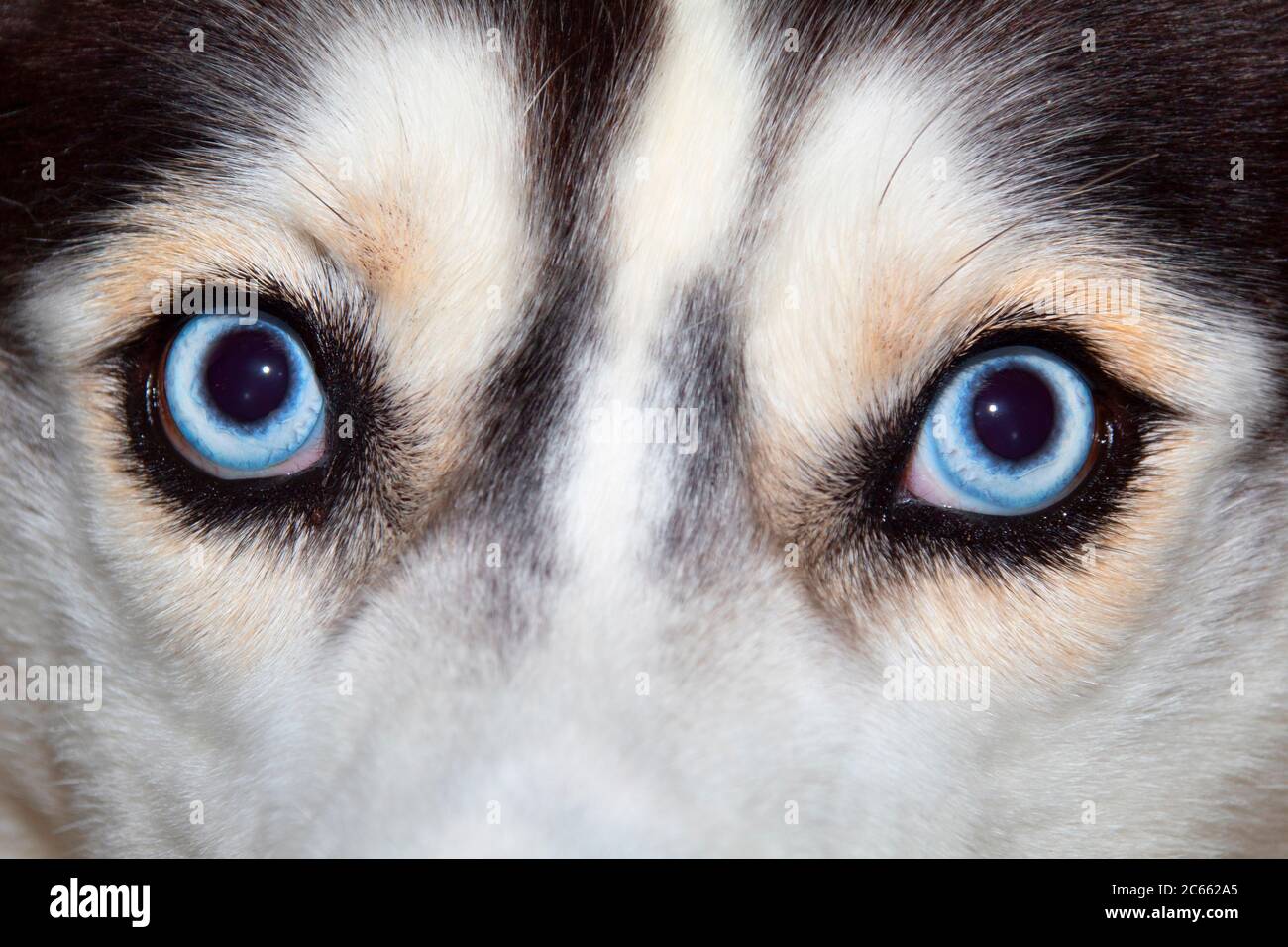 The close up piercing blue eyes of a purebred Siberian Husky Stock Photo -  Alamy