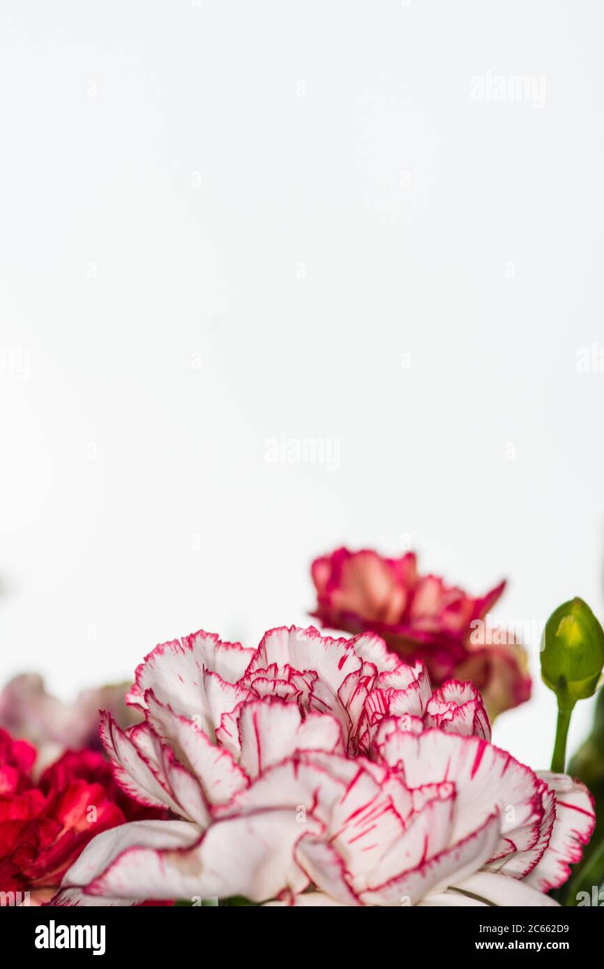Floral Background Of Multi Colored Flowers Beautiful Bouquet Of Carnation Colorful Carnation Orange Carnations And Yellow Gerbera Are Blooming In Stock Photo Alamy