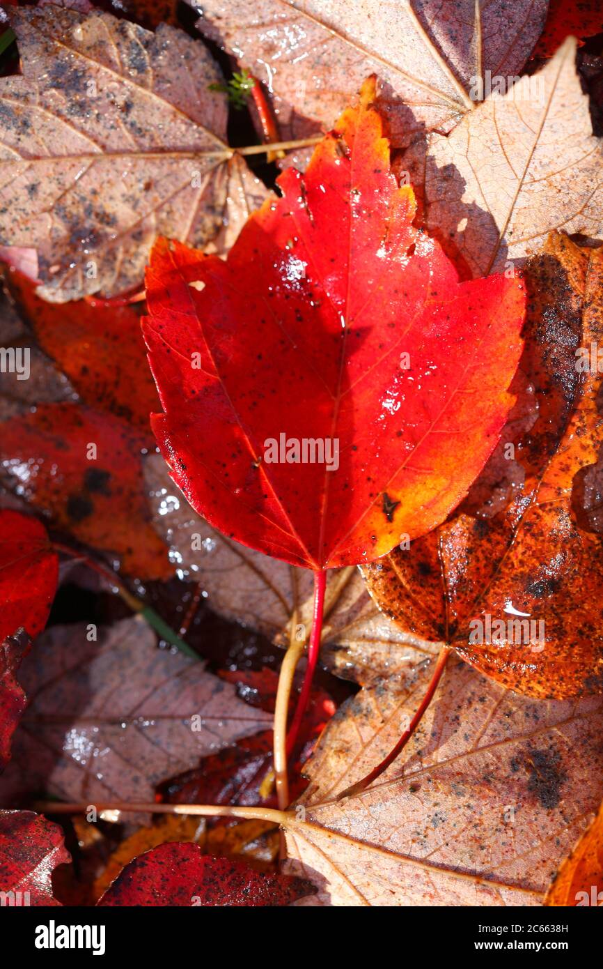 maple leaves, red autumn leaves Stock Photo