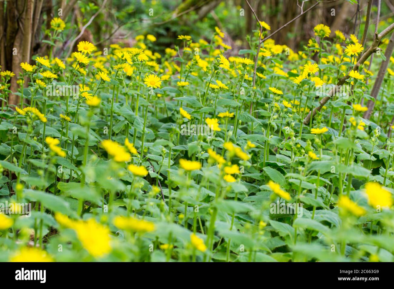 Plantain-leaved Leopard's-bane Stock Photo