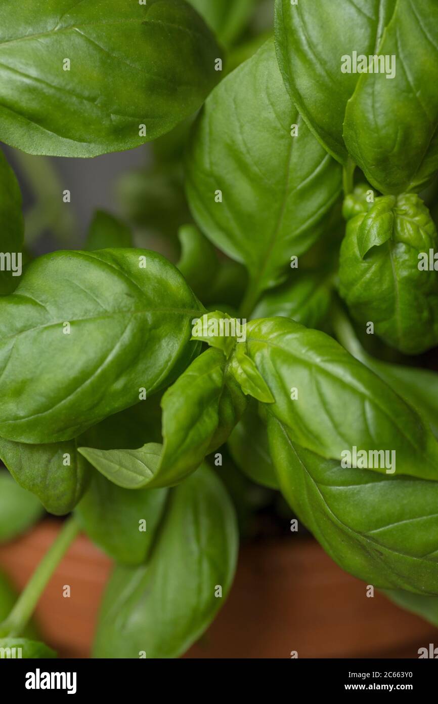 Make your own Ayurveda drink: Ingredients, basil leaves Stock Photo
