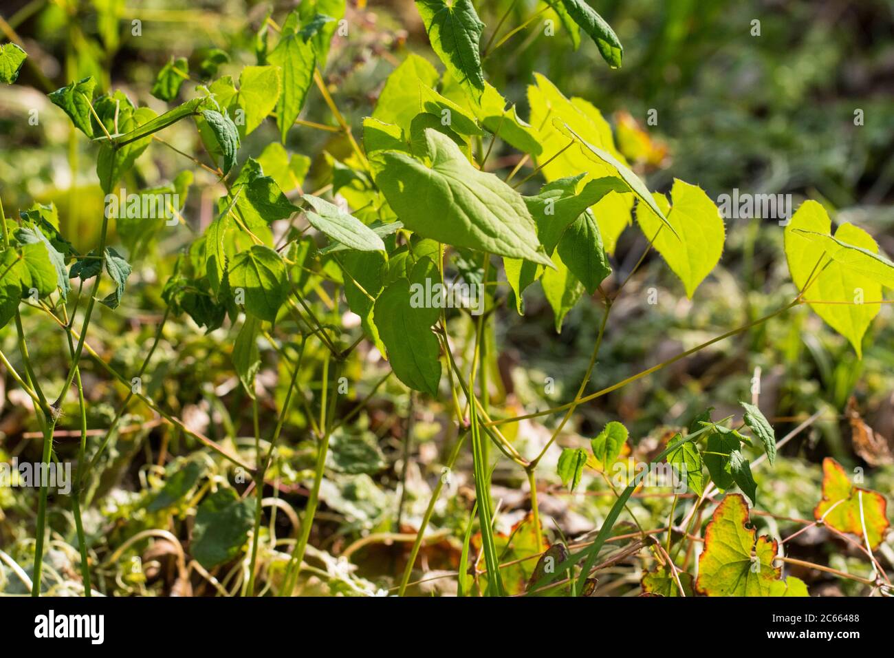 Barren-wort leaves Stock Photo