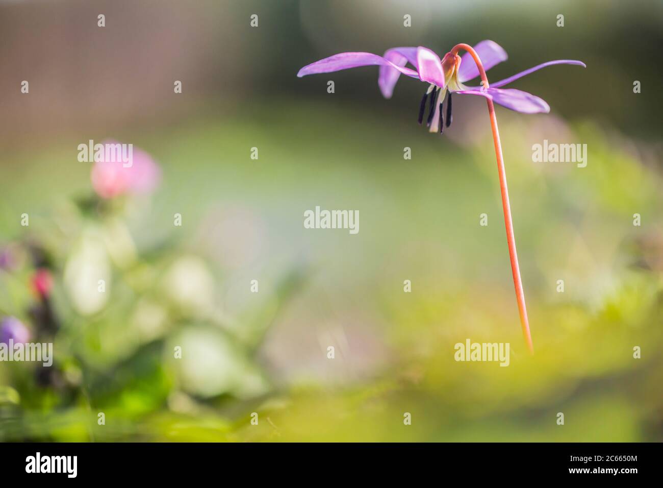 Flora of Europe. Plant and flowers. Stock Photo