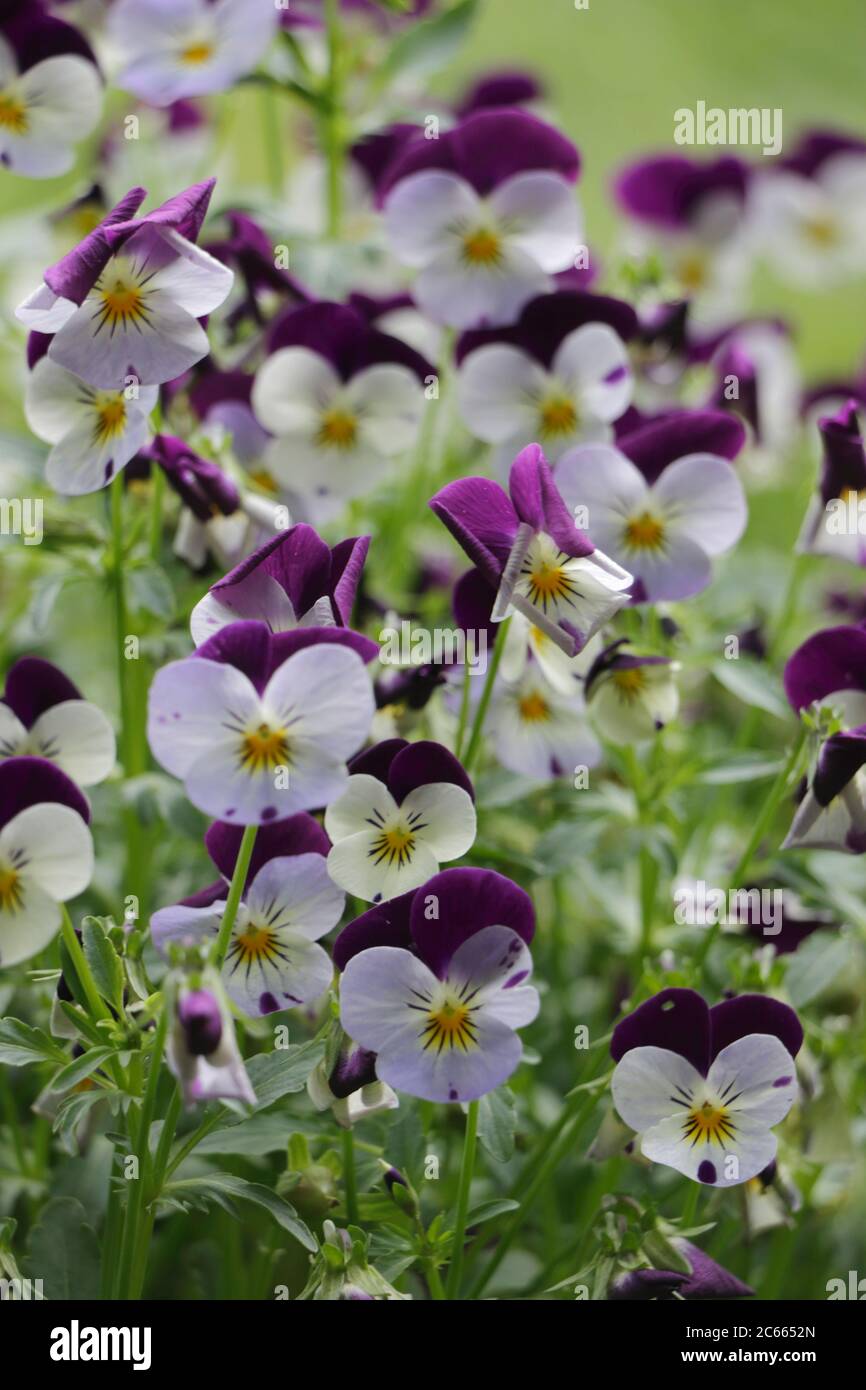 Plant of remembrance Stock Photo Alamy