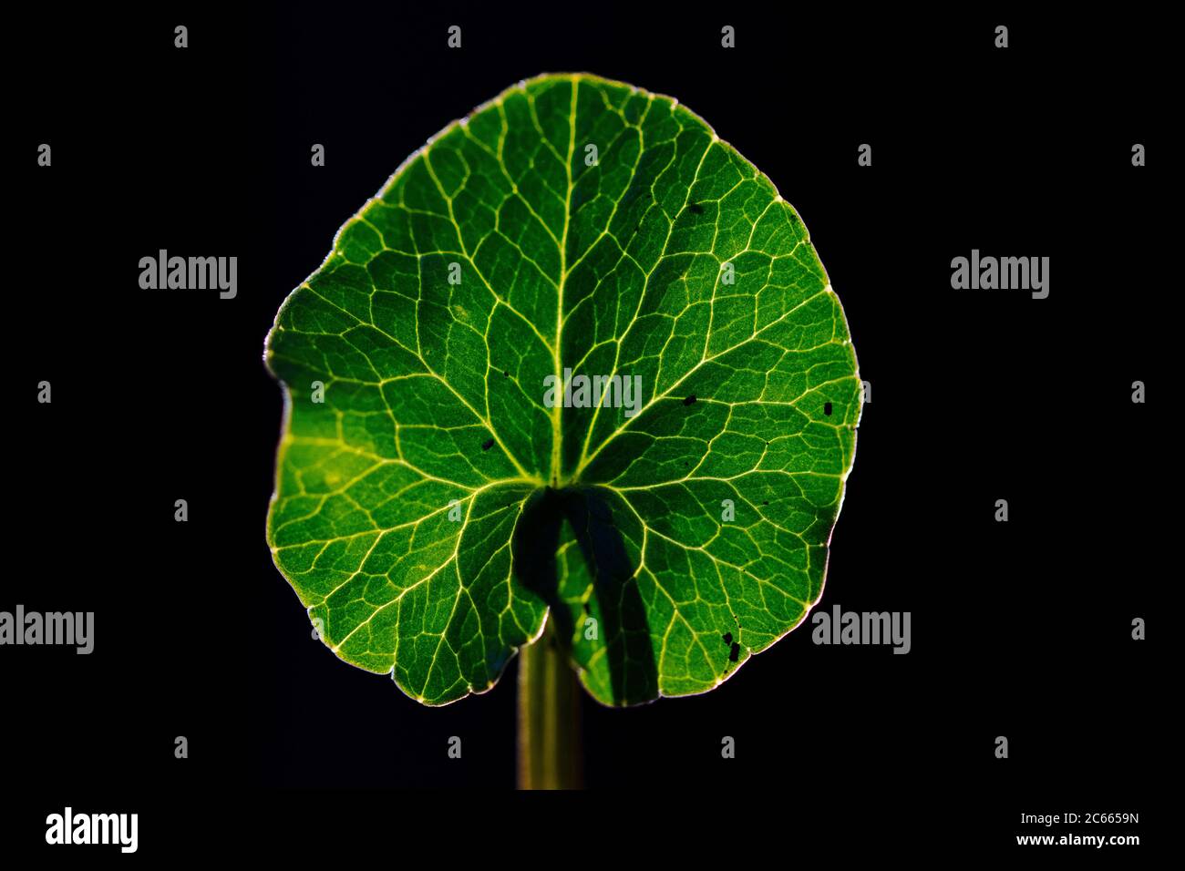 Leaf of a Lesser Celandine with dark background Stock Photo
