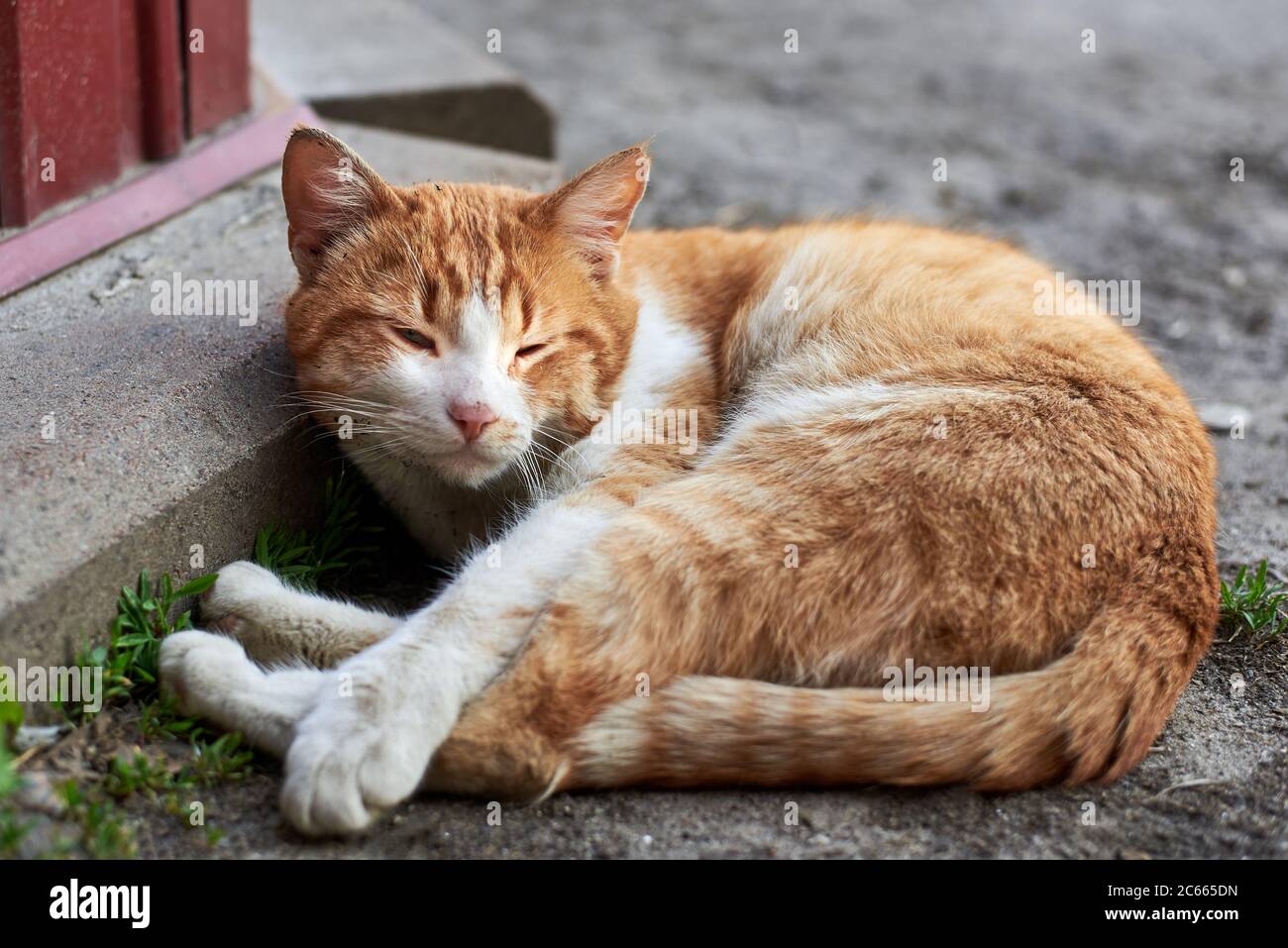 Cute red dirty stray cat lying on the ground, homeless animal theme