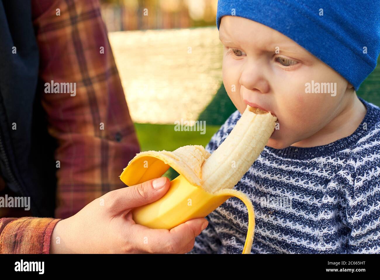 Mom feeds her little son with a fresh banana on a bench in nature ...