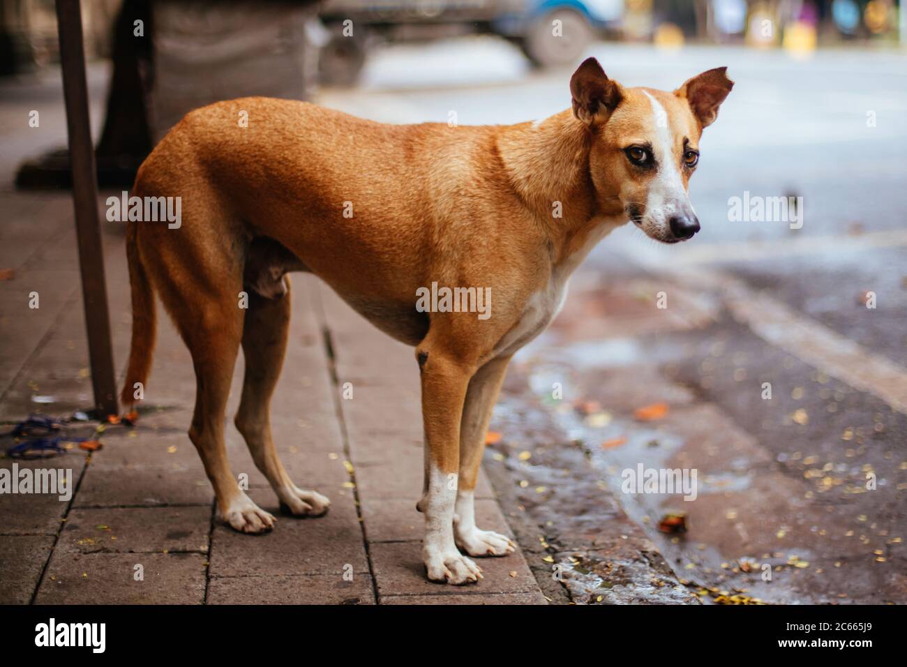 Stray Dog in Mumbai India Stock Photo Alamy