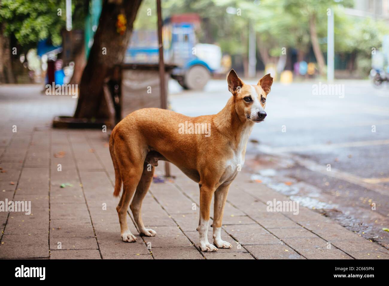Stray Dog in Mumbai India Stock Photo Alamy