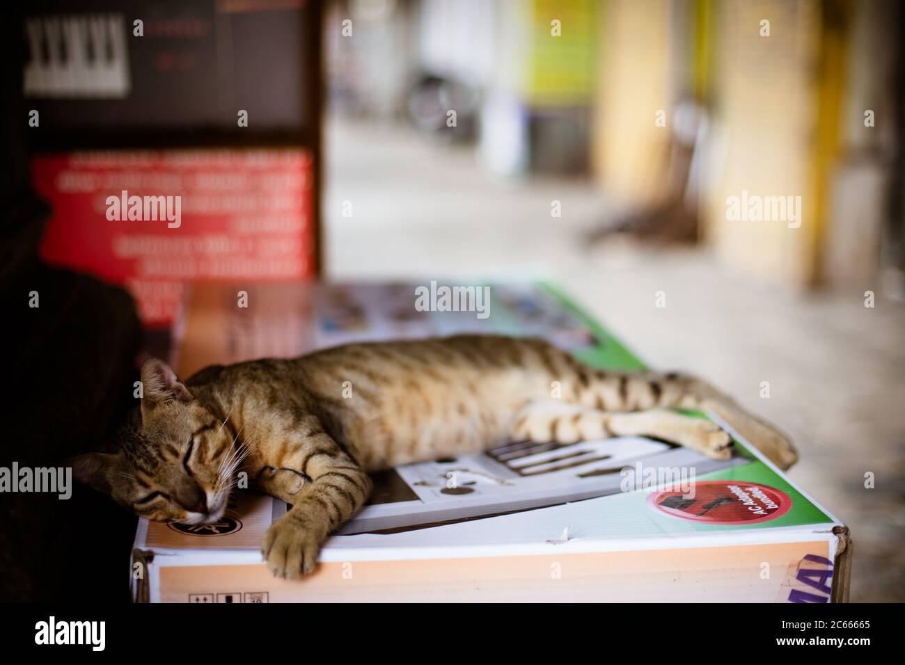 Stray Cat in Mumbai India Stock Photo Alamy