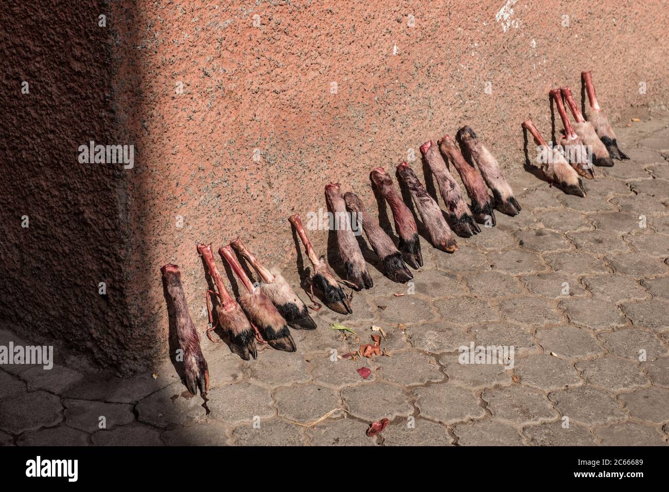 Bloody animal hooves for sale on a wall on the floor in Marrakech, Morocco Stock Photo
