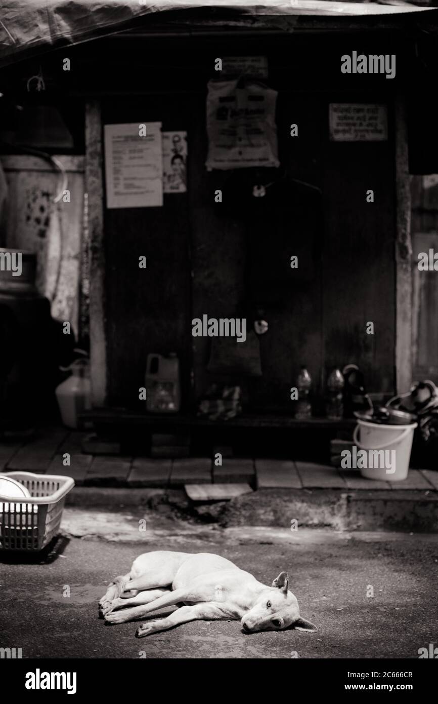 Stray Dog in Mumbai India Stock Photo Alamy