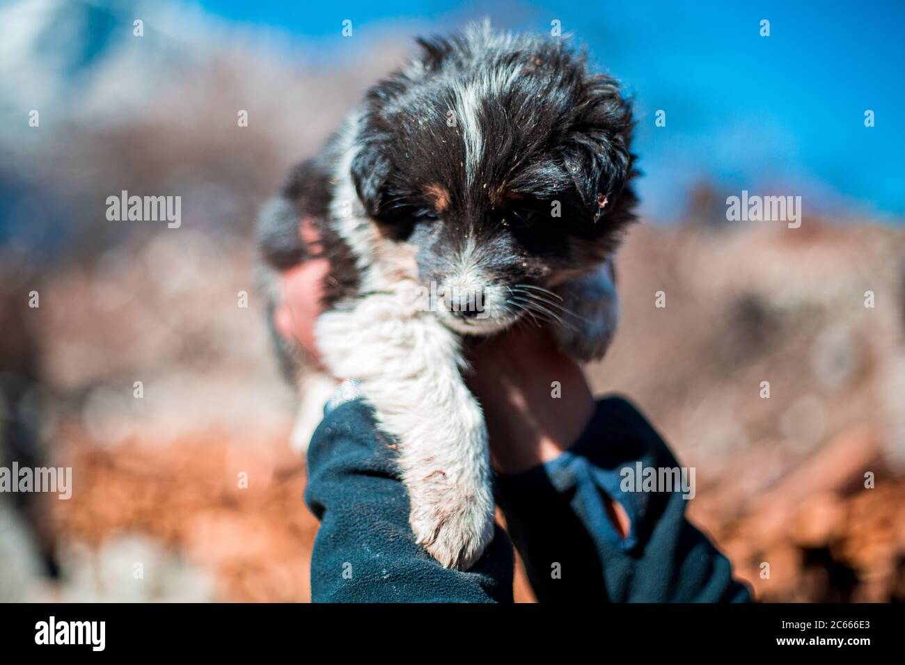Tibetan Mastiff Dog High Resolution Stock Photography And Images Alamy