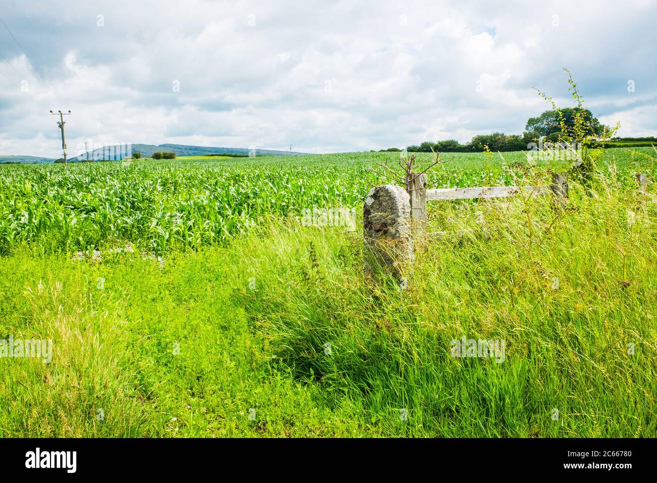 Corn field young plants hi-res stock photography and images - Alamy